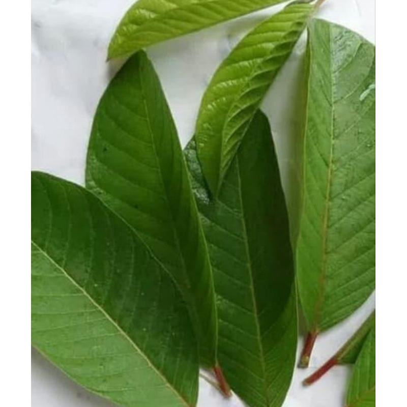 

100 lembar daun jambu segar