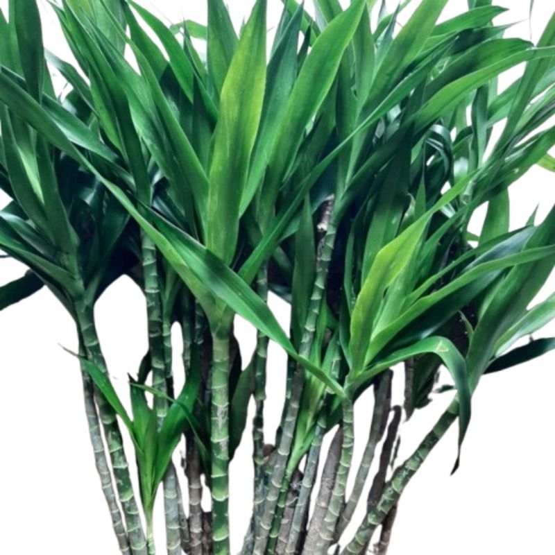 DAUN SUJI bibit daun suji setek batang daun suji segar stek pucuk daun suji