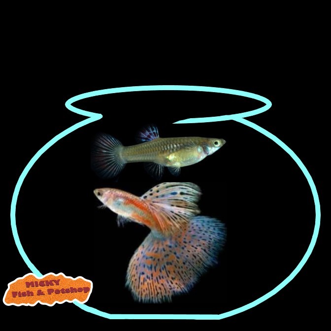 SEPASANG Guppy Red Grass Indukan Grade