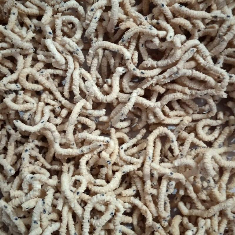

stik ulat sutra wijen/ulat sutra wijen/stik ketan wijen VEGETARIAN