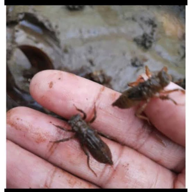 larva capung / unil umpan pancing hidup 50 ekor