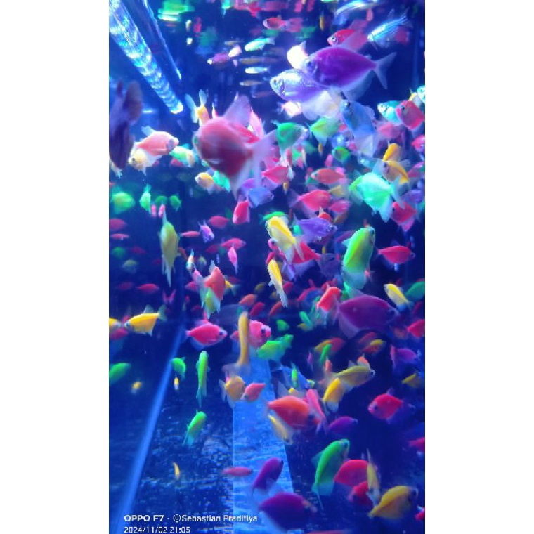 

KODE P22B glopis warna warni isi 4pcs bonus pelet