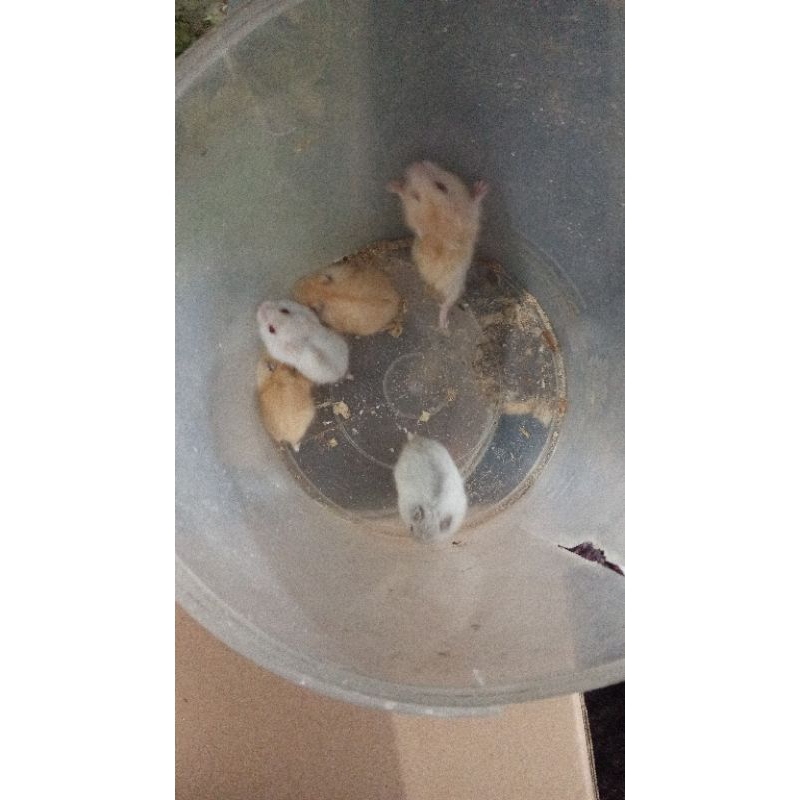 Hamster Winter White Pearl