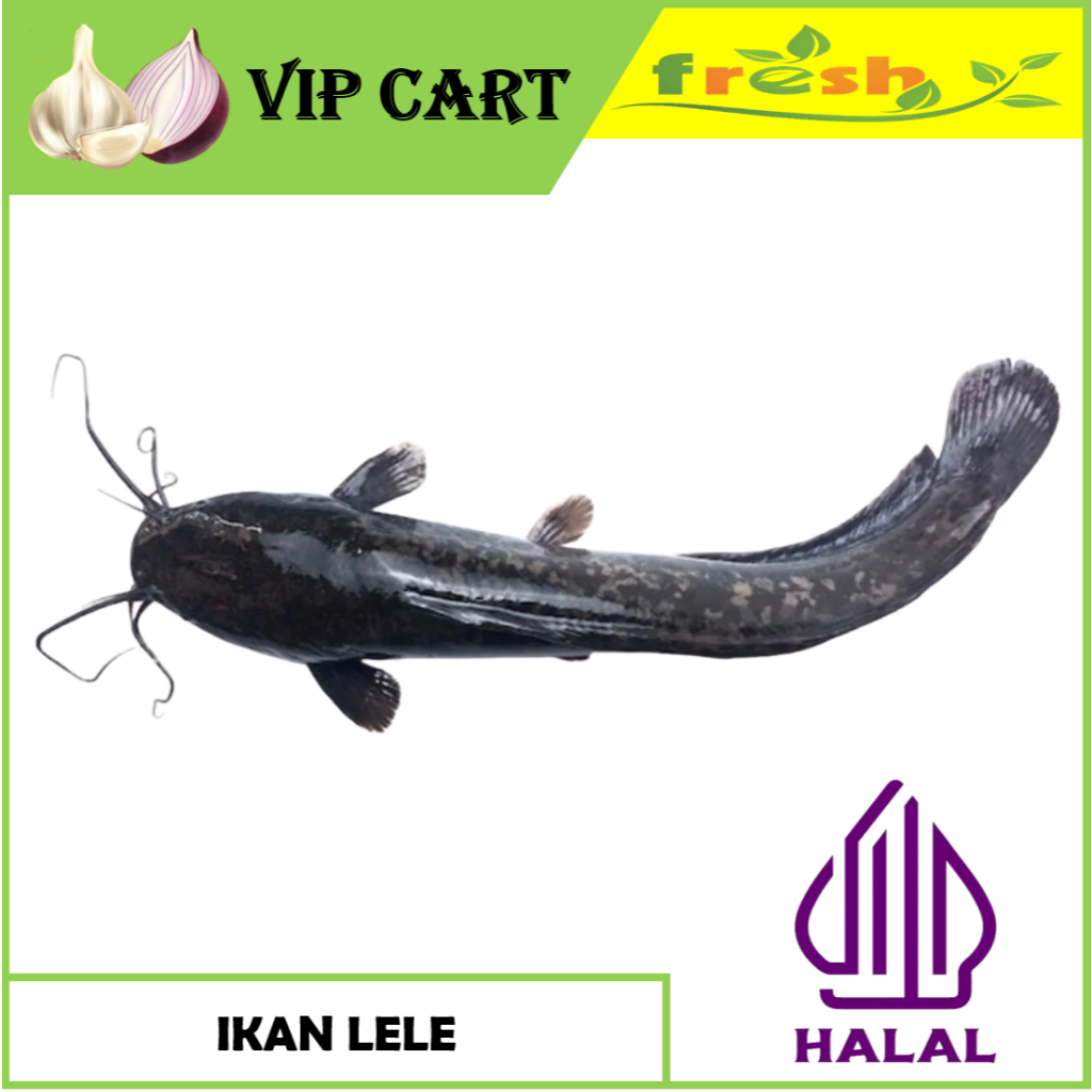 

IKAN LELE SEGAR 500 GRAM