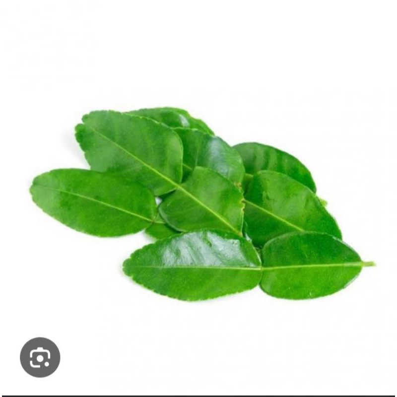 

daun jeruk purut segar kwalitas terbaik harga per 100gram