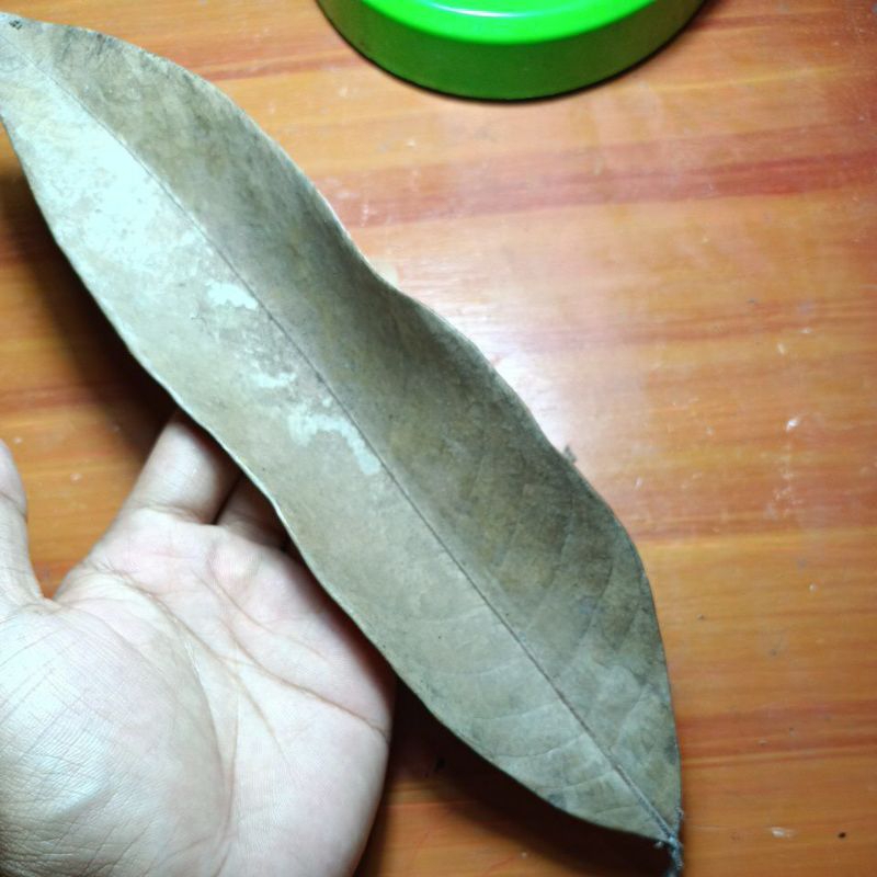 

Herbal Daun Tgh Sahari