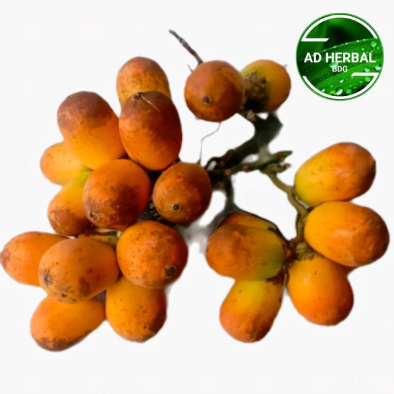 

Buah Pinang Tua Asli Kuning Frest 500Gram