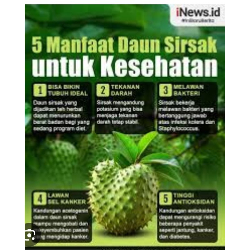 

daun sirsak segar