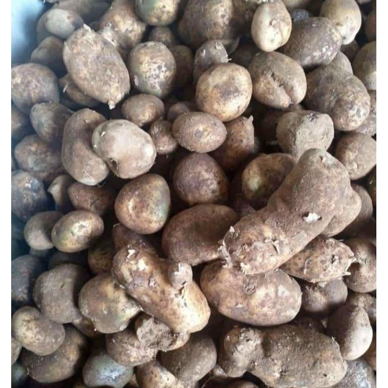 

Kentang hitam / kentang ireng 1 kg