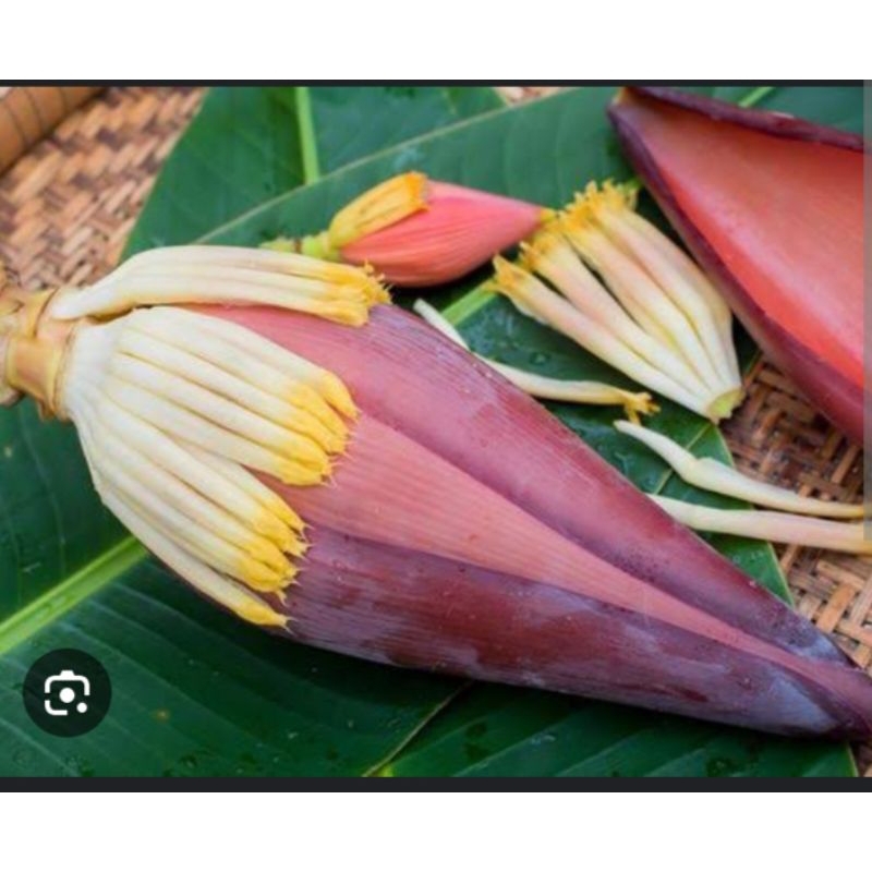 

buah jantung pisang segar kwalitas terbaik