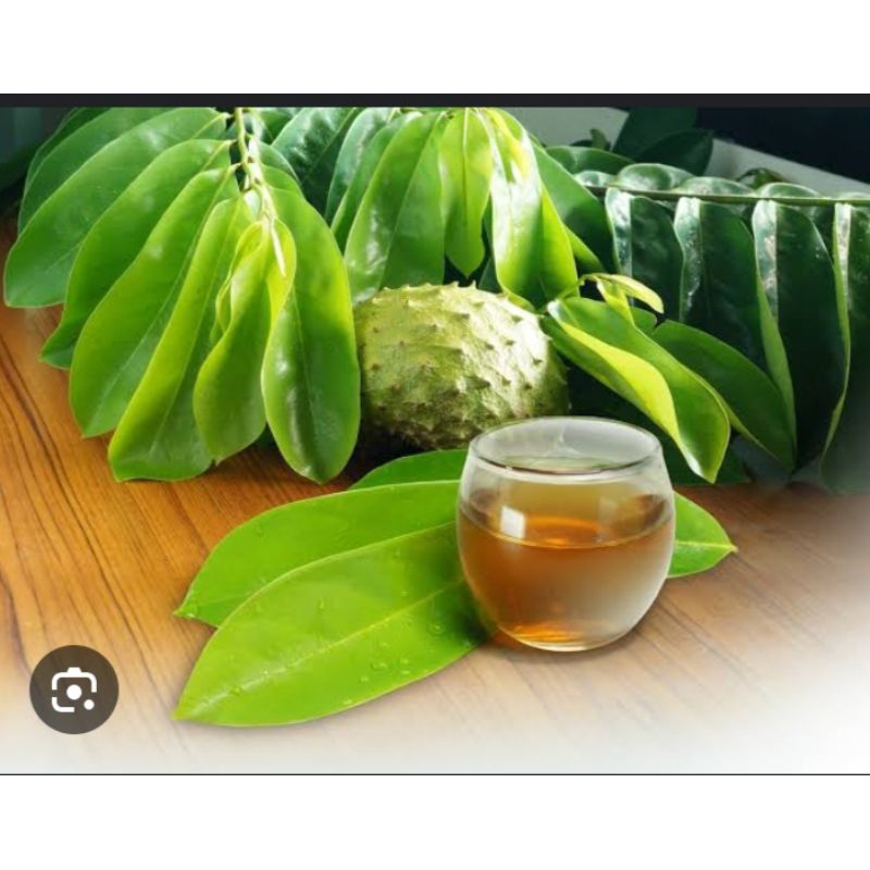 

daun sirsak segar kwalitas terbaik