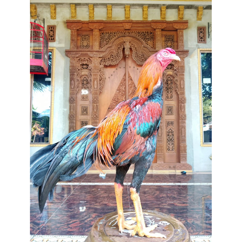 bangkok selatan wiring kuning