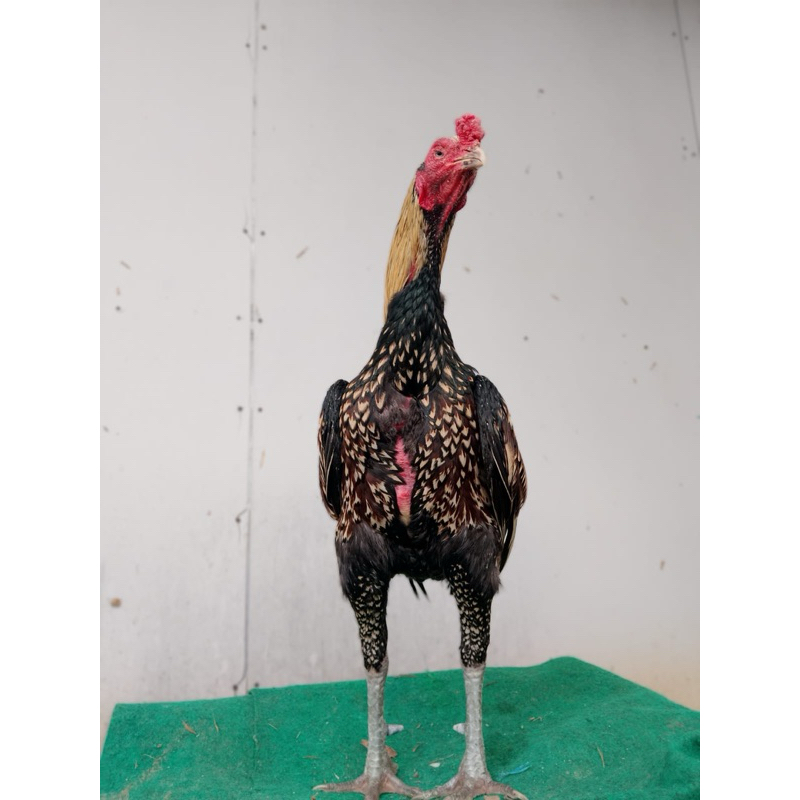 

telur fertil mangon x pakoy siap di tetaskan