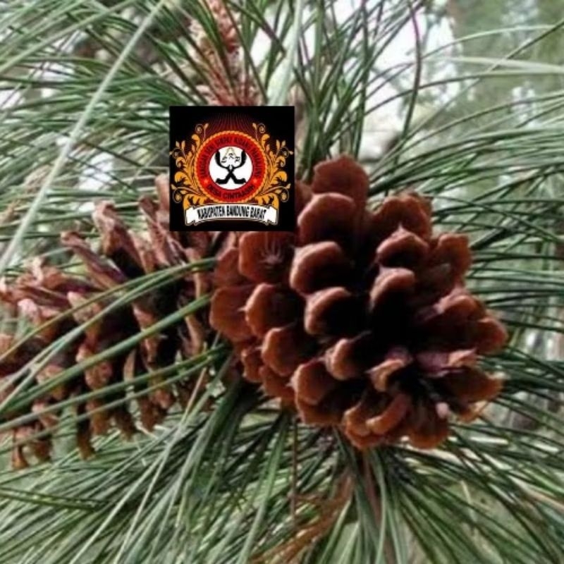 

Buah Pinus Kering 1kg Original baru petik