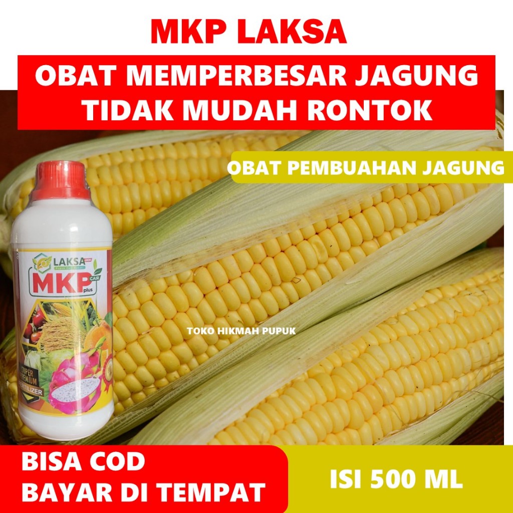 PUPUK JAGUNG BIAR LEBAT CEGAH RONTOK DAN DAUN KUNING Obat Cair Mkp laksa Pelebat Jagung Merangsang B