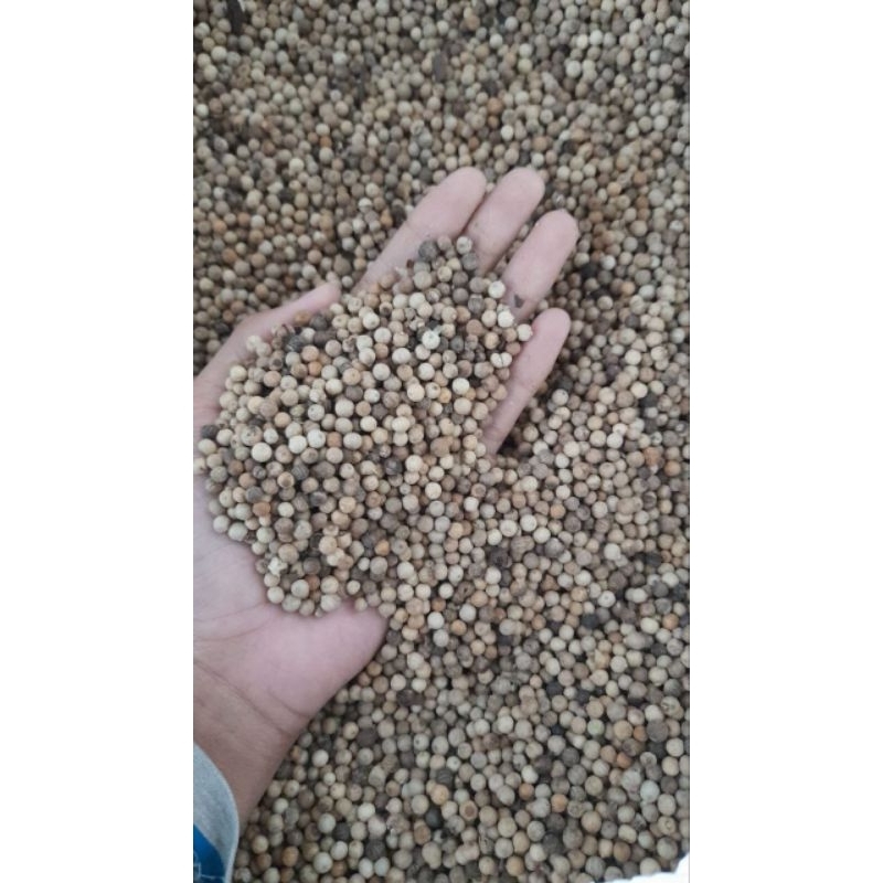 

Merica Butir 100 gram Lada