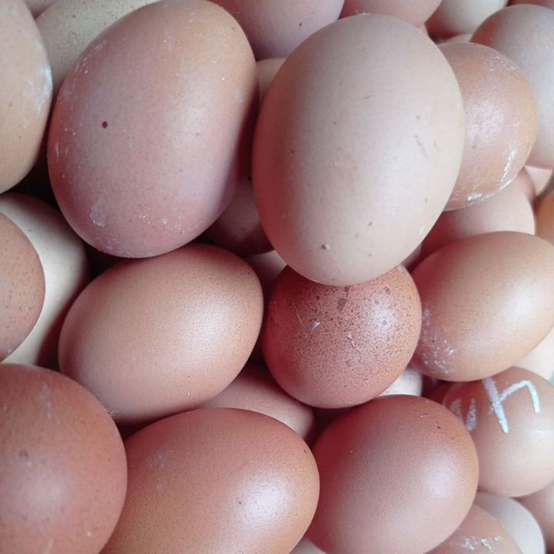 

Telur ayam fresh,Telur Ayam Segar,Telur Ayam konsumsi