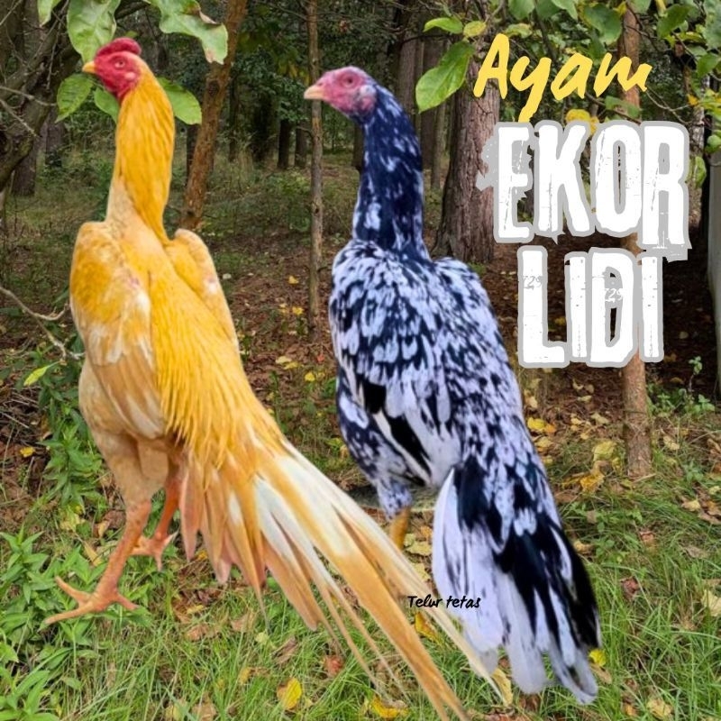 

paket hemat 5 Telur Ayam Ekor Lidi Fertil siap untuk ditetaskan