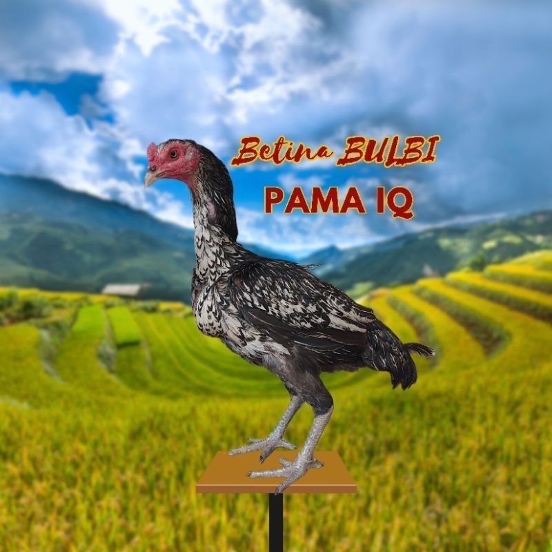 

Paket hemat 3 Telur Ayam Mangon IQ fertil siap untuk ditetaskan