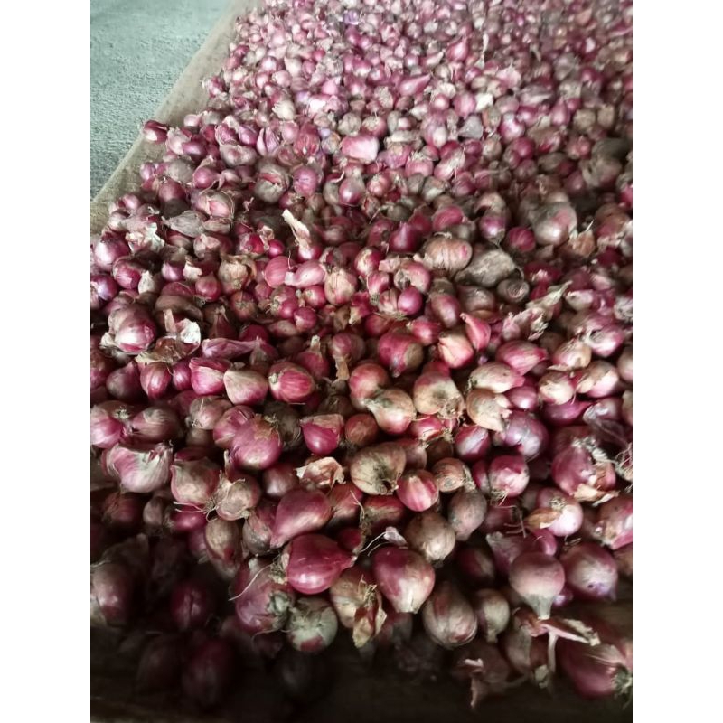 

Bawang Merah Probolinggo 1/2 KG / 1 KG Termurah