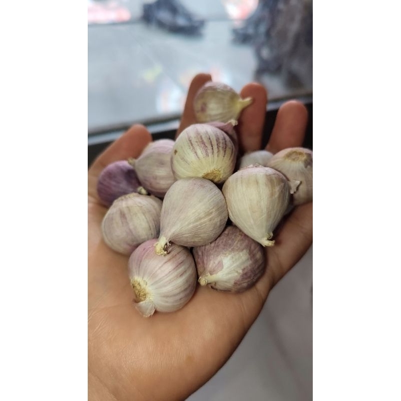 

Bawang lanang 250 gram / bawang putih tunggal