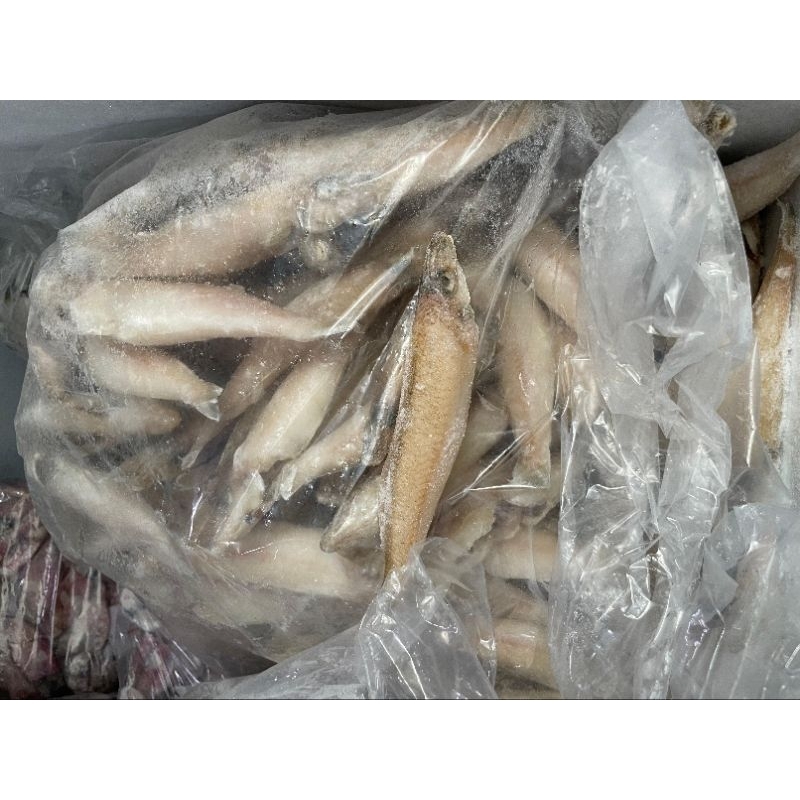 

Ikan Kaca Piring ( Rejung )