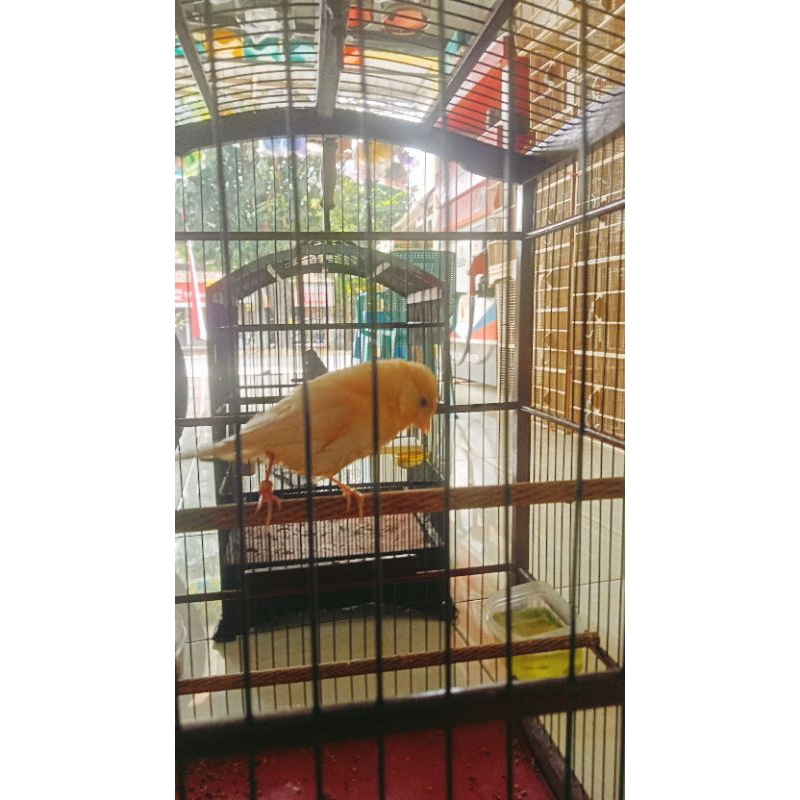 kenari silangan f1 dan sf jamin jantan