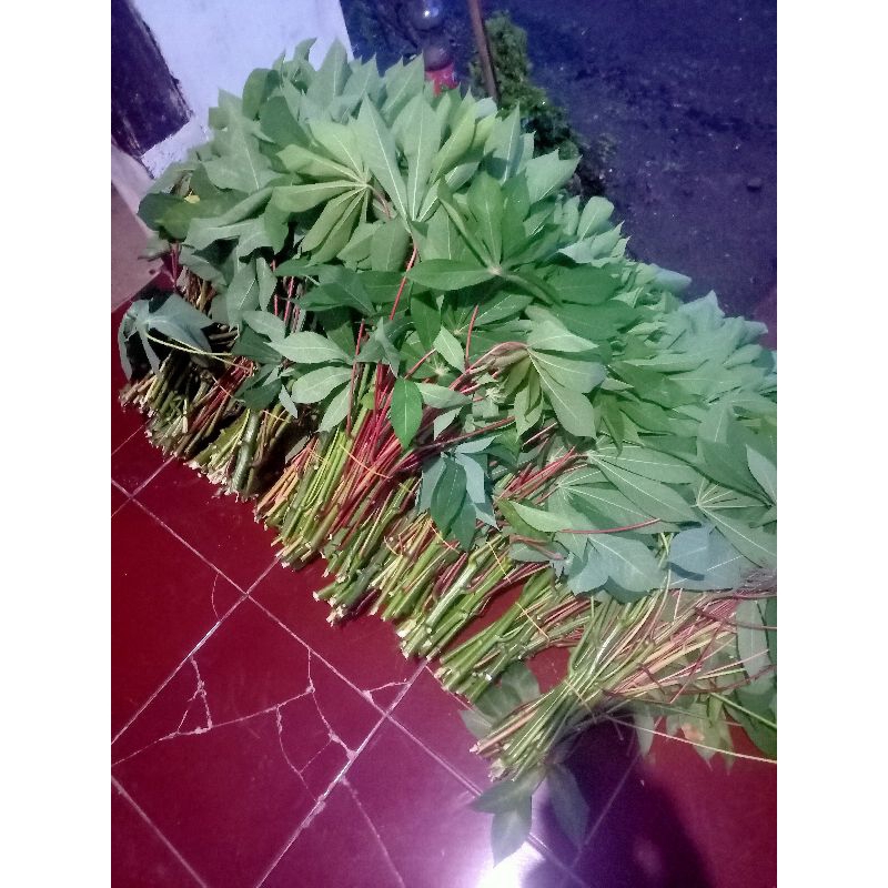 

Daun Singkong Segar