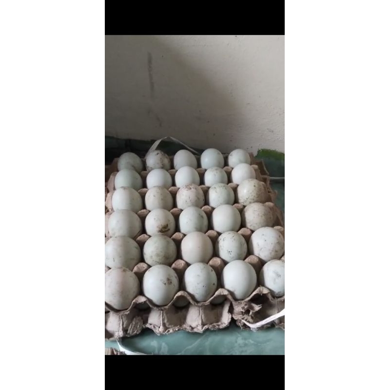 

telur bebek mentah