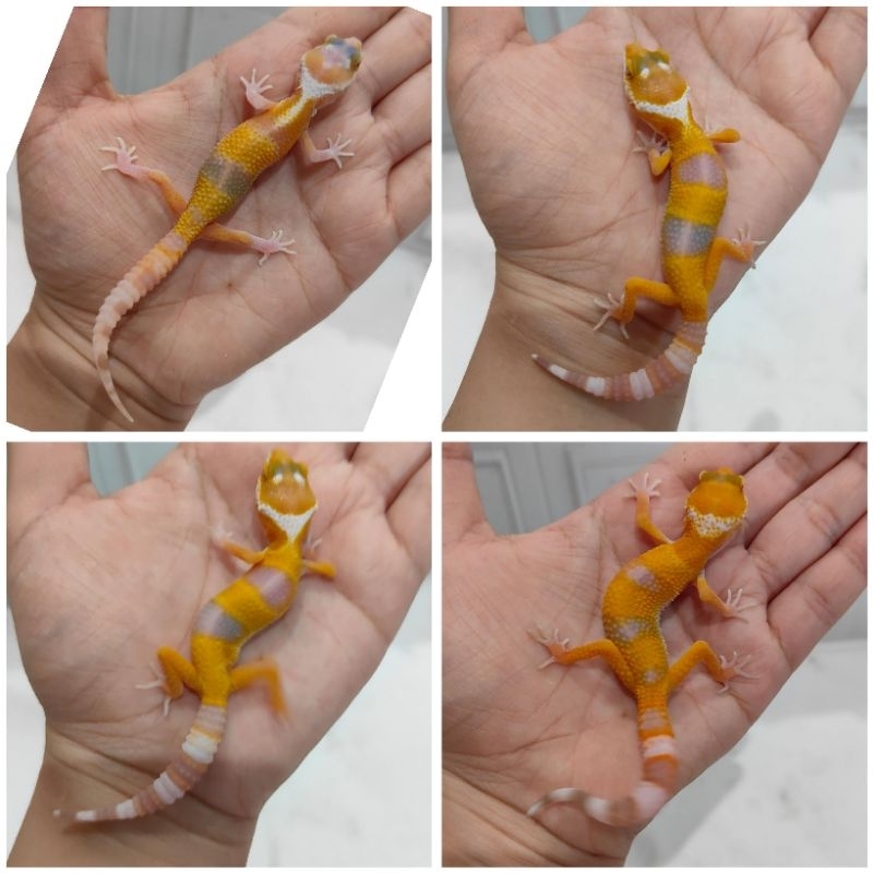 Mainan anak baby gecko oren2 ( sunglow)