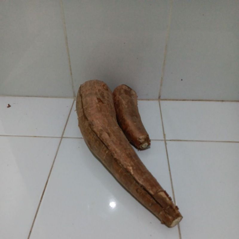 

singkong langka cuma ready 1 buah