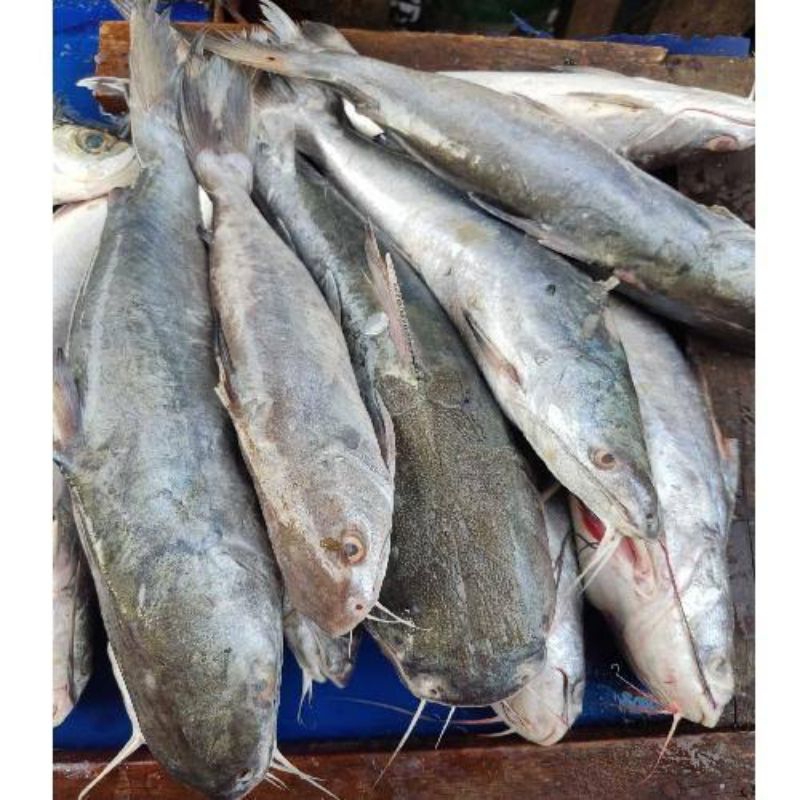 

Ikan segar manyung/ ikan segar mayong pasar pagi flamboyan 500gram