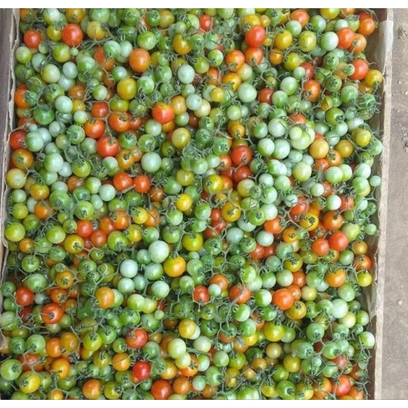 

Buah rampai tomat kecil Sumatra Sumatera Lampung untuk Sambal isi 250 gr per pak