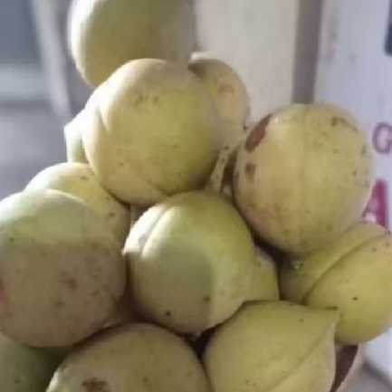 

Buah pala mentah segr dan pres