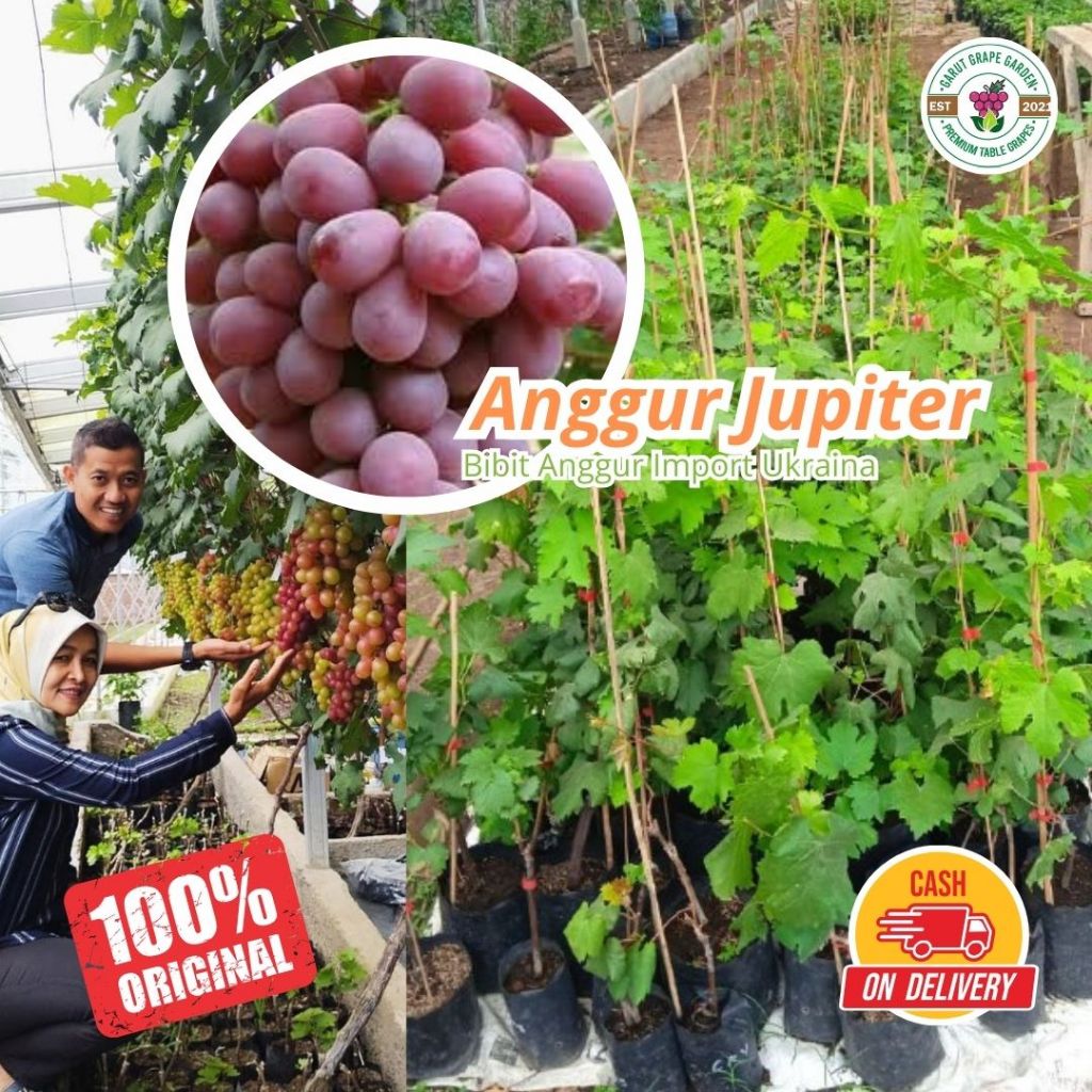 Bibit ANGGUR JUPITER Import Kelas Atas – Ideal untuk Iklim Tropis, Produktivitas Tinggi