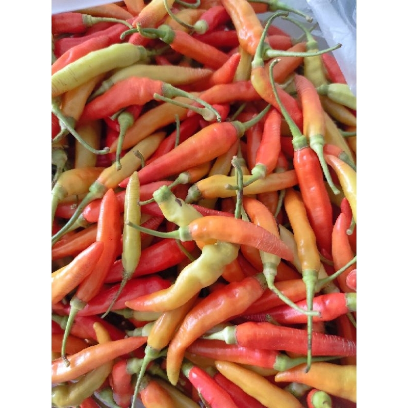 

Lombok Kecil Cabe Rawit 500gr