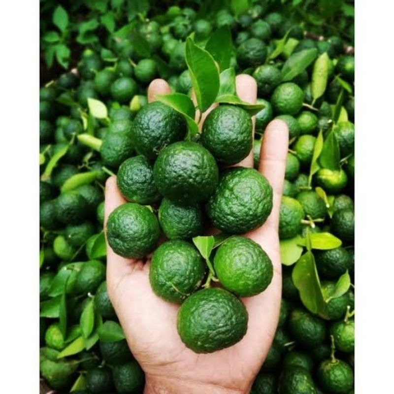 

jeruk limo segar 250 gr / promo bahan makanan