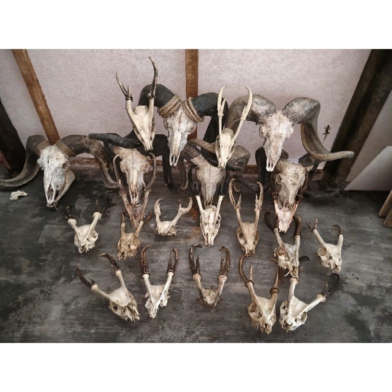 Tanduk Kijang Emas Asli