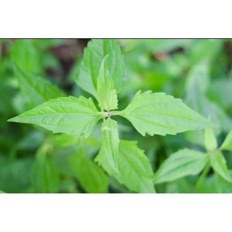 

daun balakacida 250gram