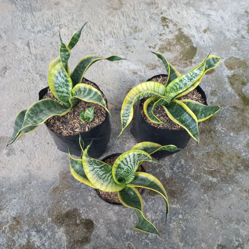 Sansevieria Twister Sister