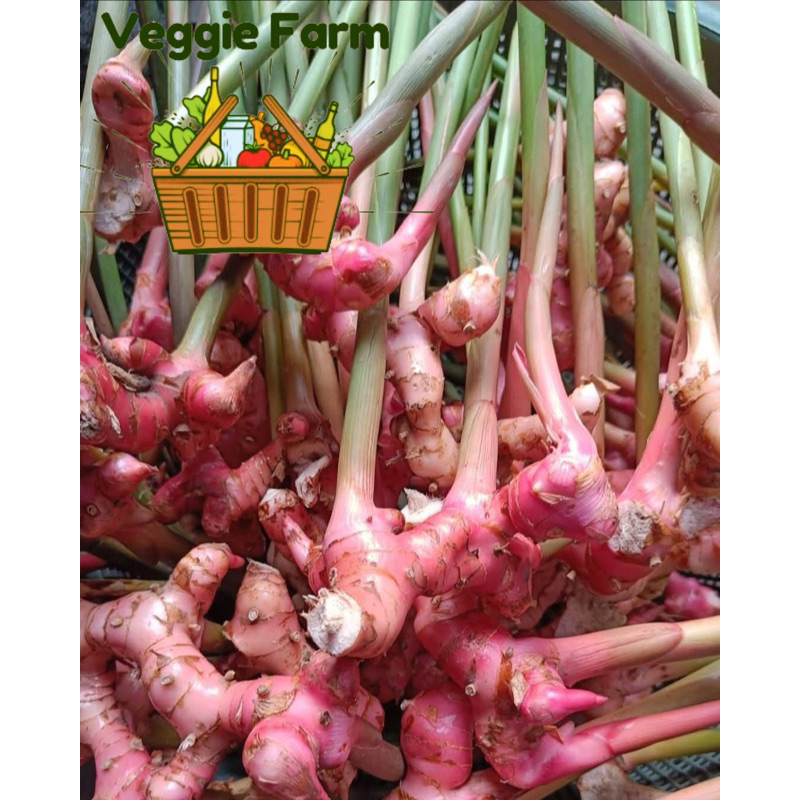 

Veggie Farm - Lengkuas PALING MURAH