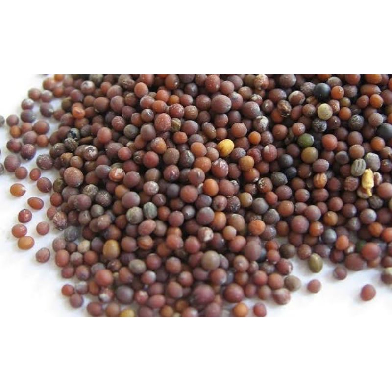

Biji Casim / Sawi Kemasan 100 gram MURAH