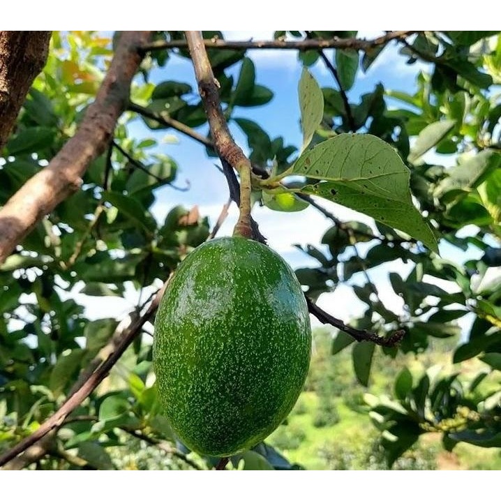 entres / batang segar alpukat cuba