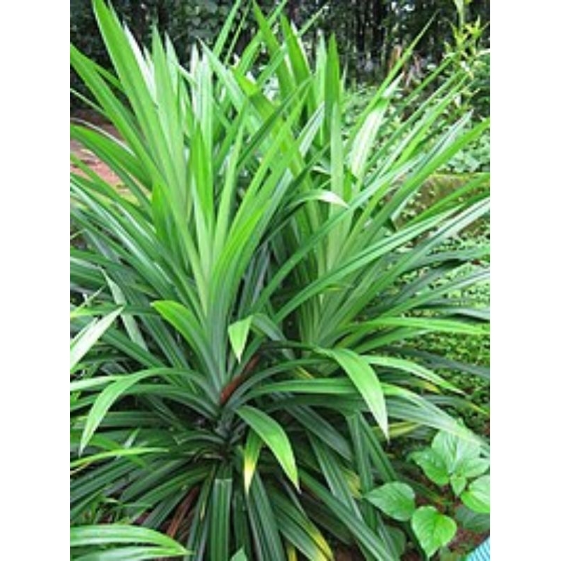 

daun pandan wangi fres segar/ada pesanan baru dipetik/harga per 10 daun