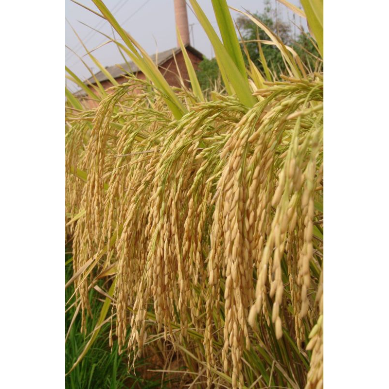 benih padi ciherang sugih/ci-sugih (2kg)