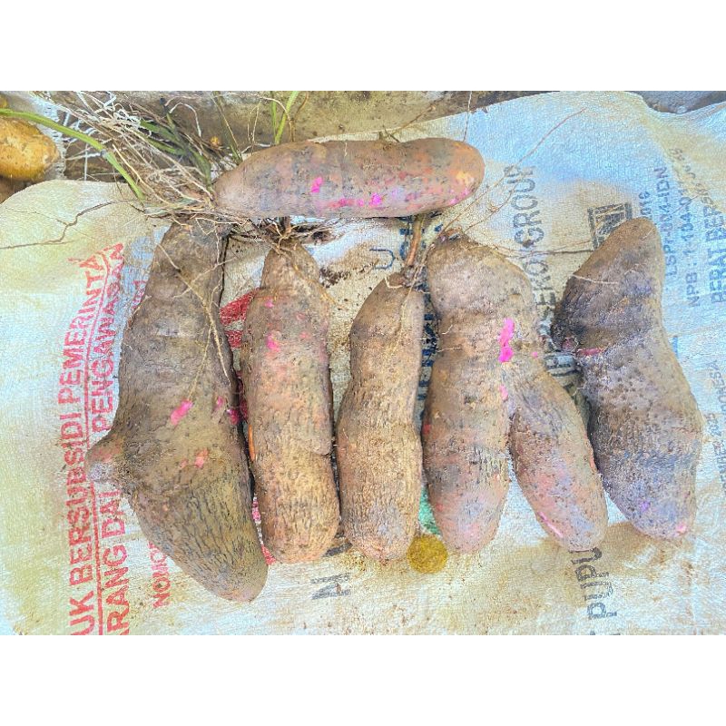 

Umbi Uwi Putih 1kg Fresh.