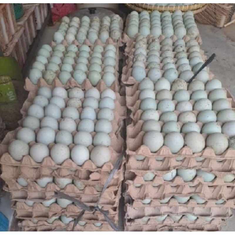 

Termurah l telur bebek mentah super