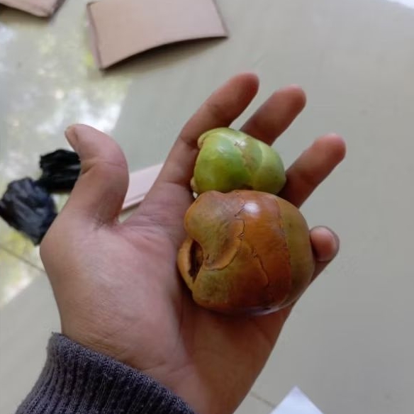 

Beluluk/Tembuluk Kelapa Kecil untuk Herbal isi 10PCS