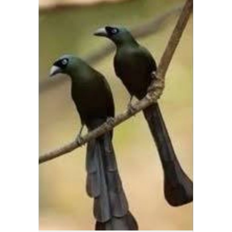 murai irian sepasang jantan betina