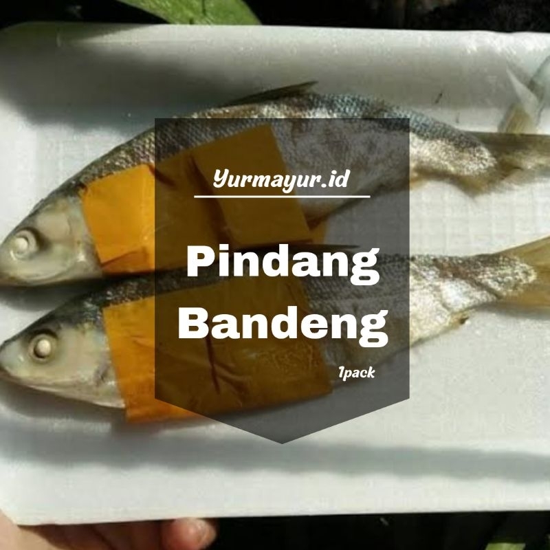 

Bandeng Yurmayur